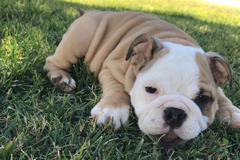 Bradshaw Mini Bulldogs - Puppies For Sale