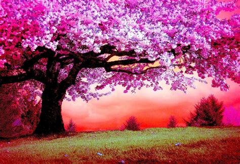 Cherry Blossom Tree Desktop Wallpapers - Top Free Cherry Blossom Tree ...