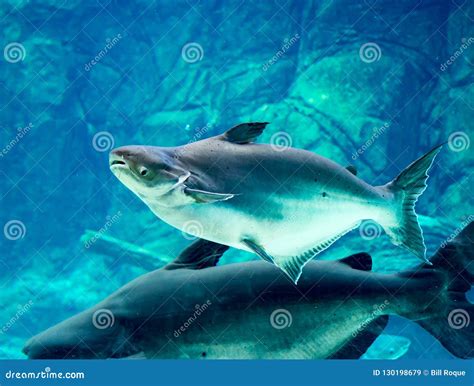 An Endangered Mekong Giant Catfish Pangasianodon Gigas while Swimming on a Blue Water Aquarium ...