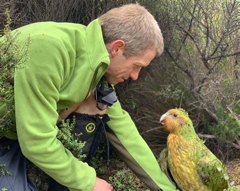 New Zealand's quirky kākāpō are pulled back from the edge of extinction ...