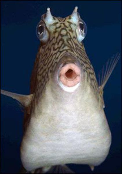 The Fish with Human Face Expressions (30 pics) | Fishing humor, Fish face, Cow fish