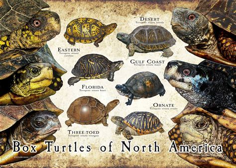 Box Turtle of North America Poster Print