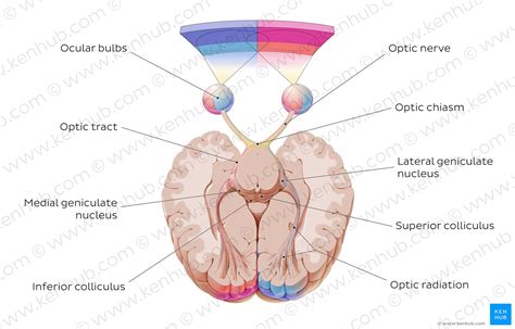 Optic nerve (CN II): Anatomy, pathway and histology | Kenhub