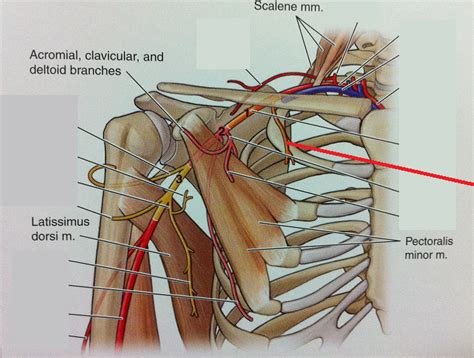 Level 47 - Anatomy of the Extremities - Memrise