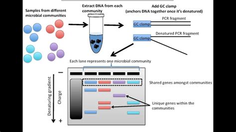 METHODS OF DNA FINGERPRINTING - YouTube