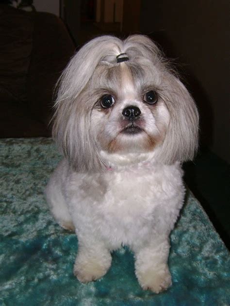 77+ Female Maltese Shih Tzu Haircuts - l2sanpiero