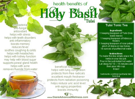 Health Benefits of Holy Basil (Tulsi)