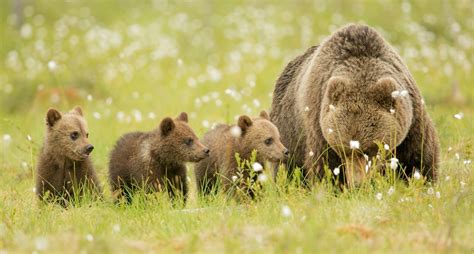 bears, Bear, Cubs, Family, Mom, Kids Wallpapers HD / Desktop and Mobile Backgrounds