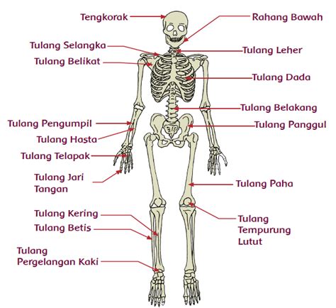 Gambar Sistem Gerak - Homecare24