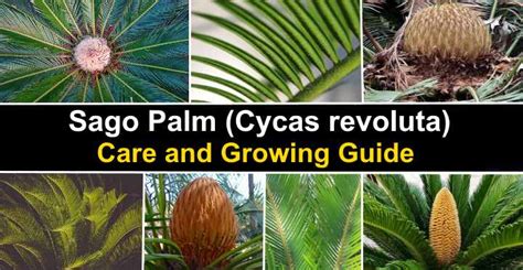 Sago Palm: Tree Care and Growing Instructions