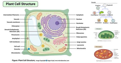 [DIAGRAM] Plant Cell Plant Cell Diagram Labeled - MYDIAGRAM.ONLINE