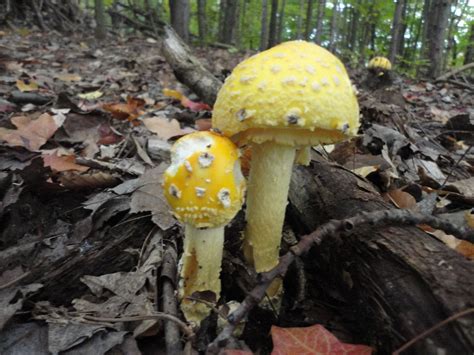 Fall Michigan mushrooms | Science Geek | Pinterest