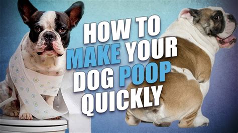 How Do You Train A Dog To Go Poop Outside