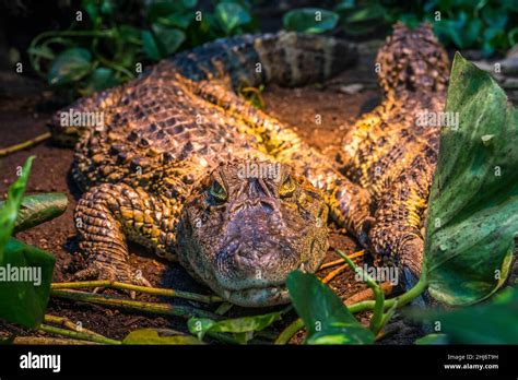 Broad-snouted caiman (Caiman latirostris Stock Photo - Alamy