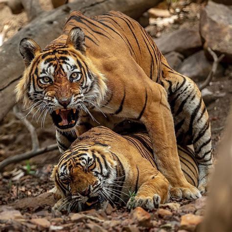 Bengal Tiger Mating | allaboutcatteryus