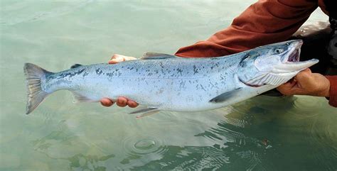 Salmon Fishing Tips – How to catch Salmon, Things to Bring When Salmon Fishing