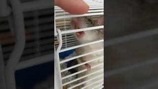 Rat Control Methods | Rat Removal | Your Guide To Rat Control & Extermination