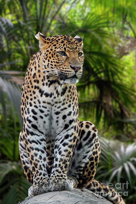 Jungle Leopard Photograph by Arterra Picture Library - Pixels