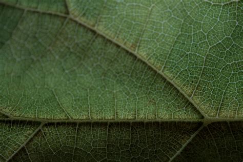 Green Leaf in Close Up Photography · Free Stock Photo