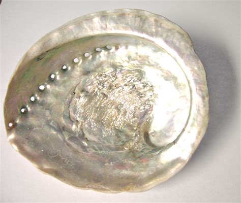 Abalone Shell Meanings, Properties, and Uses - CrystalStones.com