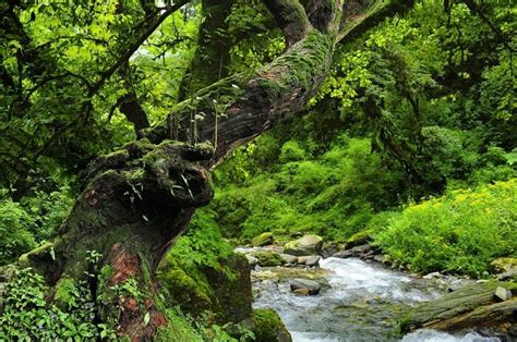 Ekosistem Hutan Hujan Tropis : Contoh dan Rantai Makanan