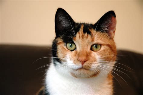 Free Calico cat Stock Photo - FreeImages.com