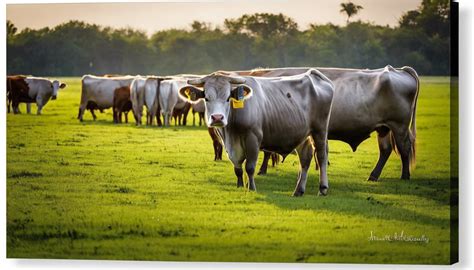 All about american brahman: characteristics and farming - Agridisk