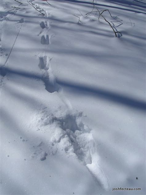 Gallery For > Fisher Cat Tracks In Snow