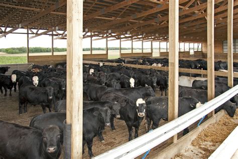 Beef Barns | How to Build a Monoslope Facility | Summit Livestock