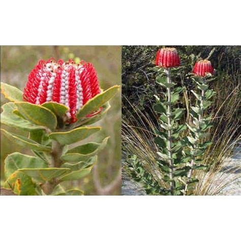 Banksia Coccinea Seeds (Scarlet Banksia Seeds)