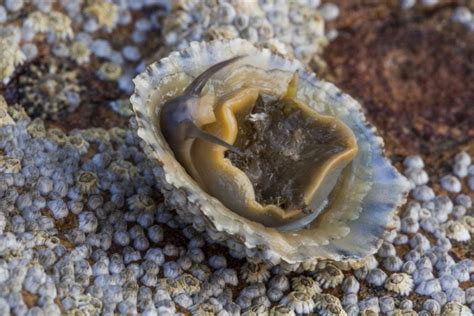 Common Limpet - Facts, Habitat, Diet, Conservation, & More - American Oceans