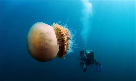 Giant Jellyfish (Cyanea capillata) » GagDaily News