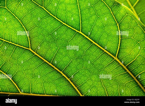 Green leaf in close-up, showing veins Stock Photo - Alamy