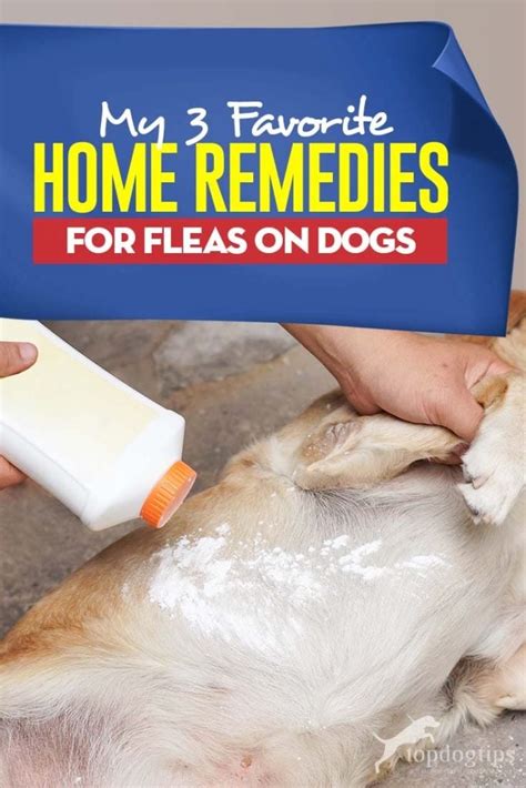 My 3 Favorite Home Remedies for Fleas on Dogs (Natural and Safe)