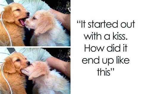 50 Memes That Dog Owners May Find Humorously Relatable | Bored Panda