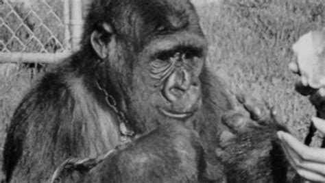 Koko, The Gorilla Who Mastered Sign Language, Has Died | iHeart