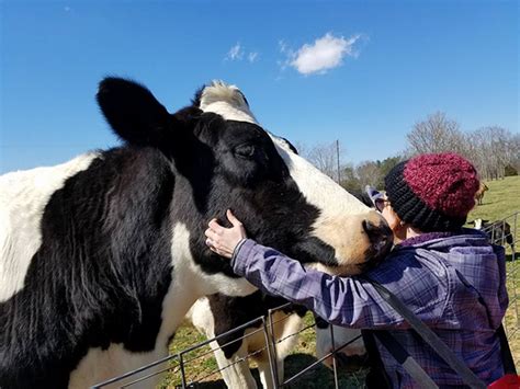 Have you ever wanted to hug a cow? Or….. | Rikki's Refuge Animal Sanctuary