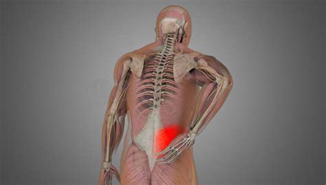 Muscles And Ligaments In Upper Back : Elbow Arm Anatomy - At c2 the posterior longitudinal ...