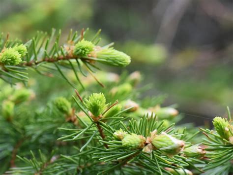 Norway Spruce Tree - How To Grow And Care For Norway Spruce Trees