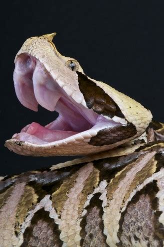 Gaboon Viper Facts and Pictures | Reptile Fact