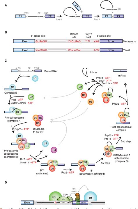 Figure 1 from Spliceosome structure and function. | Semantic Scholar