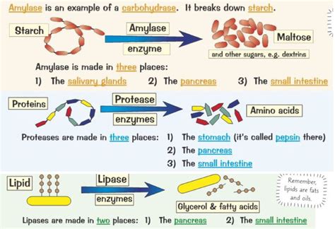 B2 ENZYMES DIGESTION Diagram | Quizlet