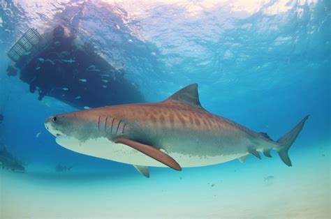 File:Tigershark2.jpg - Wikipedia