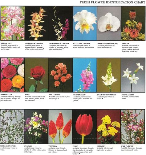 Pg. 68 « Rosie's Flower Shop | Flower identification, Flower catalogs, Flower identification chart