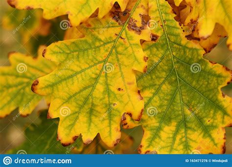 Autumn oak leaves stock photo. Image of green, nature - 163471276