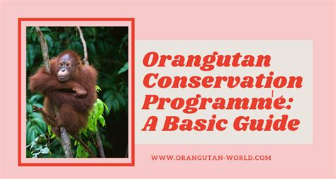 Orangutan Conservation Program: A Basic Guide - Orangutan-world.com