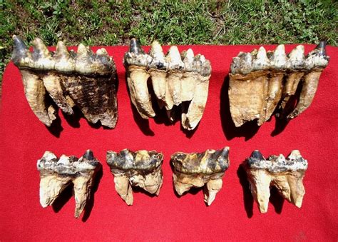 Incredible Associated Set of Mastodon Teeth | Fossils | MUSEUM | Prehistoric Florida