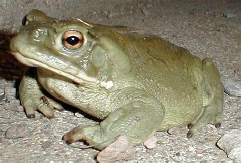 Colorado River toad - Alchetron, The Free Social Encyclopedia