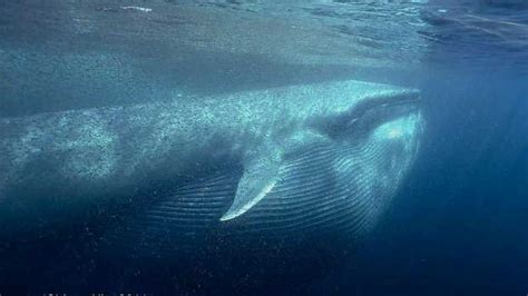 Amazing photo of a blue whale feeding on krill (her mouth is full) – 1X57