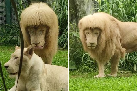 Lion with ‘mullet’ forces zoo to deny Joe Exotic haircut: ‘It’s nature ...